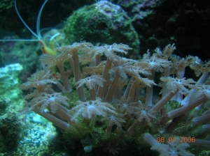 Polyps ;)