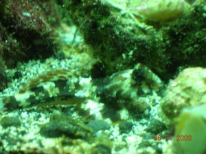 Scooter Blenny