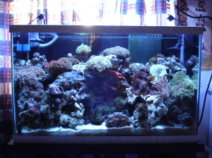 Full tank shot - As of 7/20/06