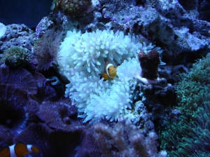 This is the female, Sue-Ann.
