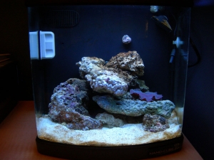 New 6gal Nano