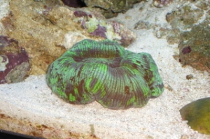 Green Brain