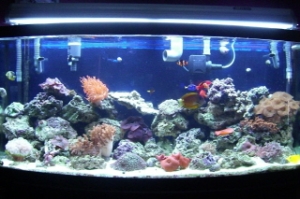 Our tank