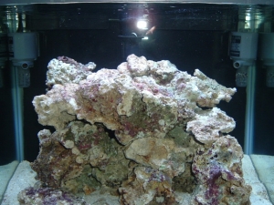 Picture_001