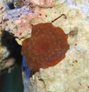 Red mushroom