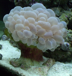 bubble coral