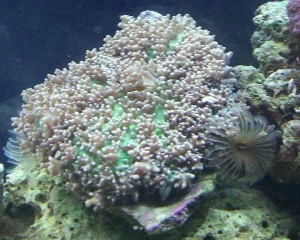 metallic mushroom w/ dusters underneath