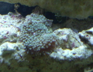 green ricordia mushrooms