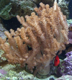 colt coral