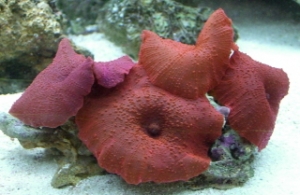 red mushrooms
