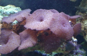 purple mushrooms