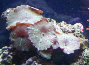 watermelon mushrooms