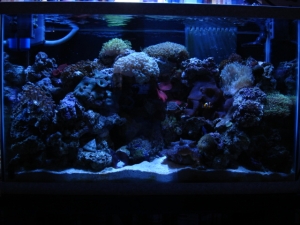 My 30g reef.
