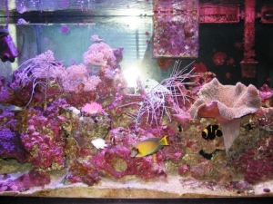 flashtank640x480