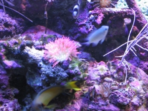rbtafish
