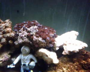 My first coral