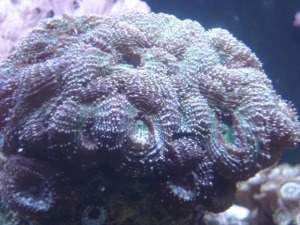 echinata