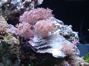 new pulsing xenia