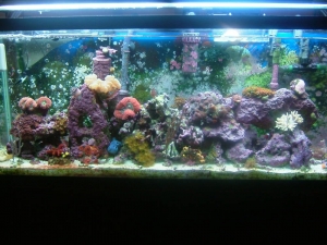 My Tank