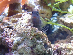 Blennies