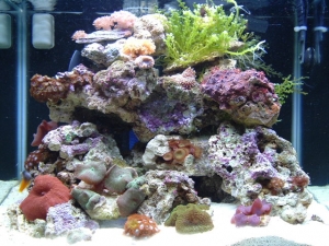 20 cube nano