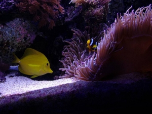 Happy Couple of fish