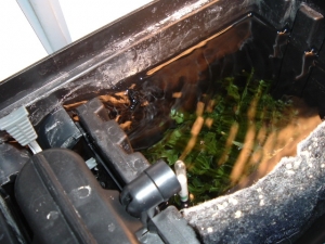hob refugium