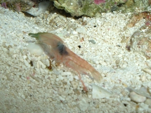 Unknown shrimp