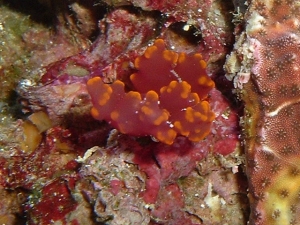 unknown-algea?sponge?