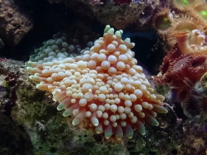 florida ric