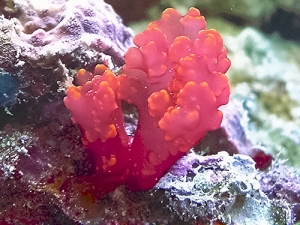 unknown algae growing fast