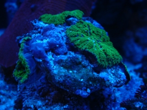 green shrooms under moonlight