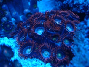 polyps under moonlight