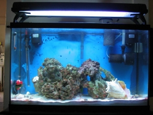 tank in may