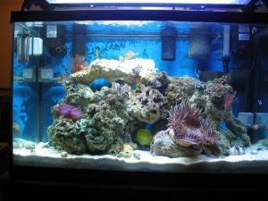 tank in sept