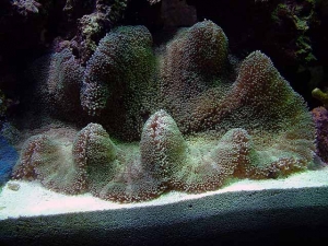 New Carpet Anenomes 09-11-06