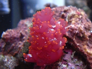 unknown algae grown 2x