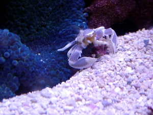 Blue Carpet & Anemone Crab
