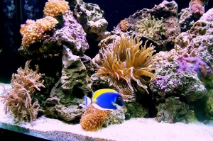 power_blue_