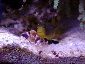 Shrimp & Goby