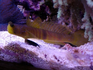 Shrimp & Goby