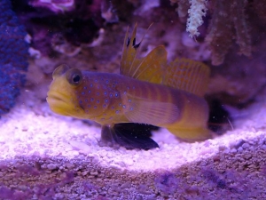 Shrimp & Goby