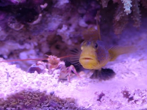 Shrimp & Goby