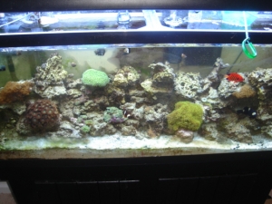 SpecailEd's 55gal