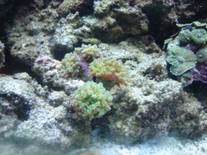 SpecailEd's 55gal