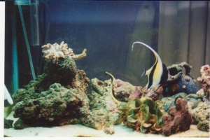 Moorish Idol & Ribbon eel