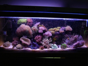 Tank_Shot_175