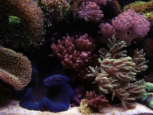 Tank_Shot_142