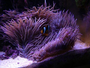 Tank_Shot_156