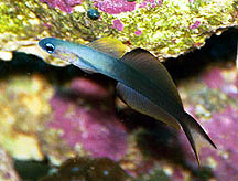 Scissortail Dartfish